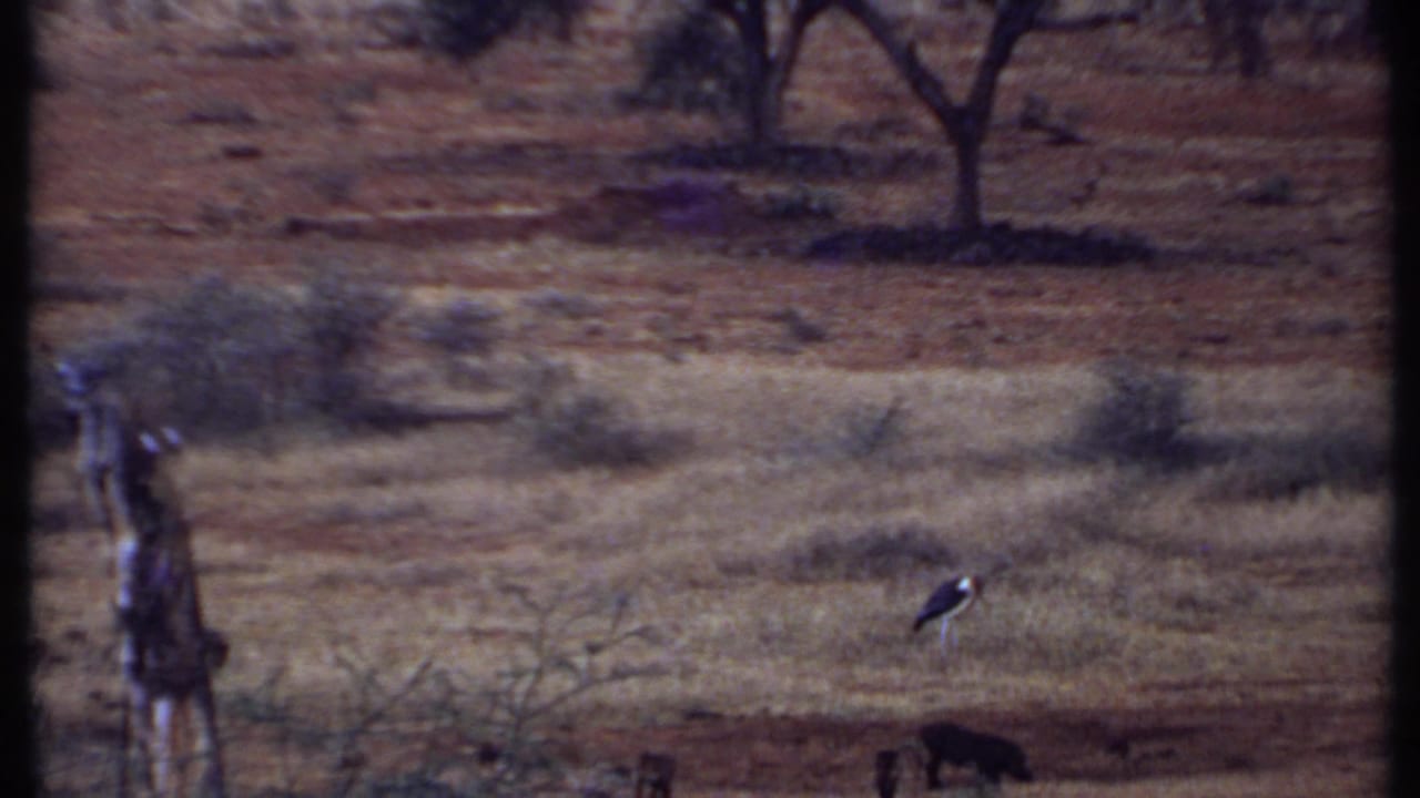 1969 Kenya 8mm frame showing dry grassland, a weathered post, distant foraging warthogs, and a stork-like bird.