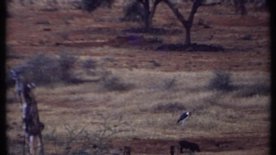 1969 Kenya 8mm frame showing dry grassland, a weathered post, distant foraging warthogs, and a stork-like bird.