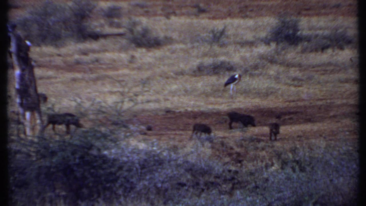 Distant warthogs graze in dry grass with a stork-like bird and a post nearby.