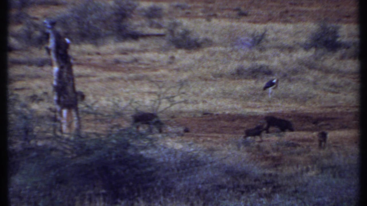 1969 Kenya 8mm view of warthogs feeding across dusty grassland, with scrub, a post, and a stork-like bird visible.