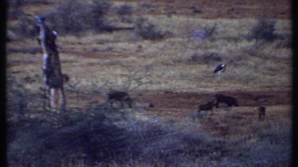 1969 Kenya 8mm view of warthogs feeding across dusty grassland, with scrub, a post, and a stork-like bird visible.