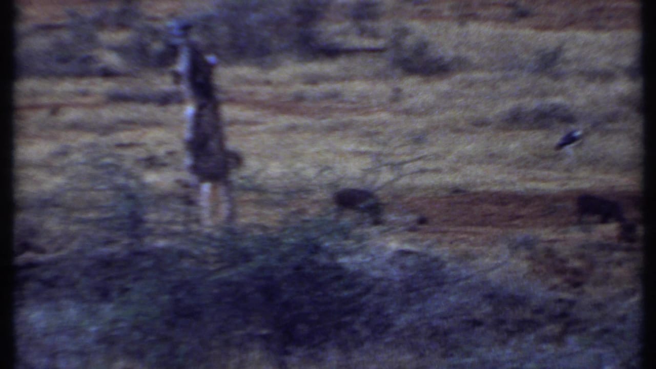 1969 Kenya 8mm frame with soft focus on a dry savannah scene, warthogs, a stork-like bird, scrub, and a weathered post.