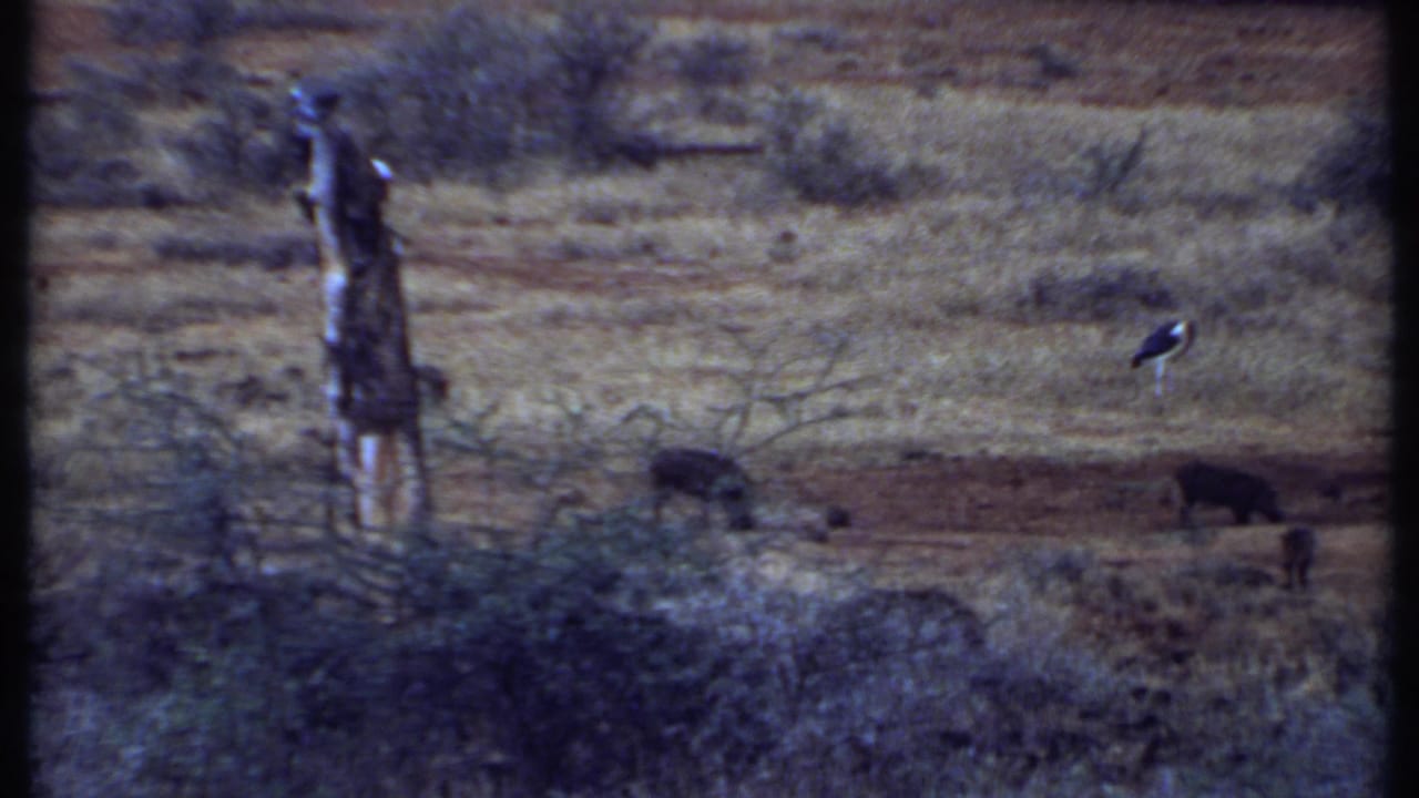 1969 Kenya 8mm frame showing dry savanna, grazing cattle, a tall wooden pole, and a large stork-like bird in the distance.