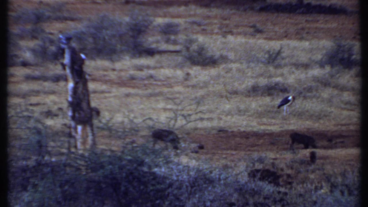 1969 Kenya home-movie frame with cattle spread across pale grassland, a wooden pole at left, and a stork-like bird standing nearby.