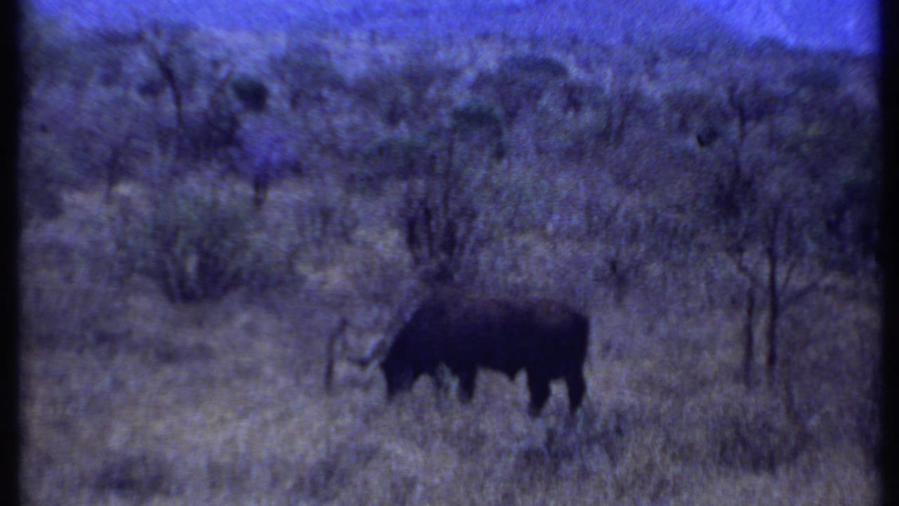 1969 Kenya 8mm frame showing a dark horned grazing animal in dry grass, partially softened by grain and distance.
