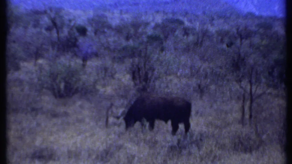 1969 Kenya 8mm frame showing a dark horned grazing animal in dry grass, partially softened by grain and distance.
