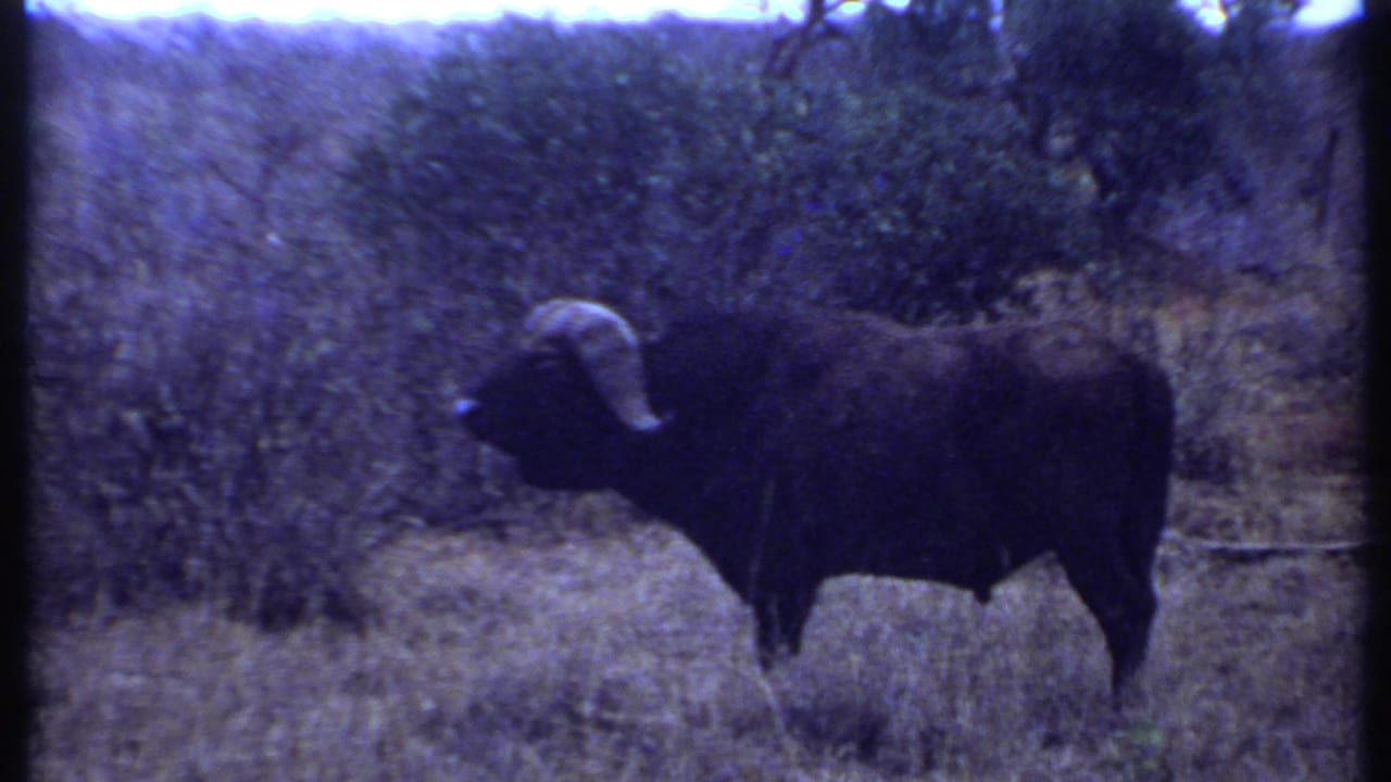 1969 Kenya home-movie frame showing a large dark buffalo with curved horns standing in scrubby savanna grass.