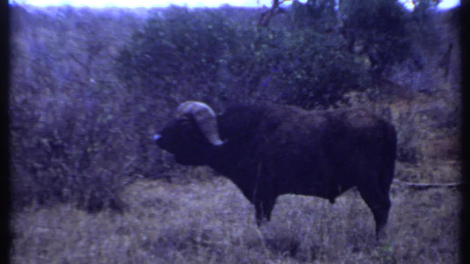 1969 Kenya home-movie frame showing a large dark buffalo with curved horns standing in scrubby savanna grass.