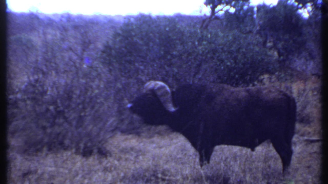 Cape buffalo standing in dry grass beside dense shrubs.