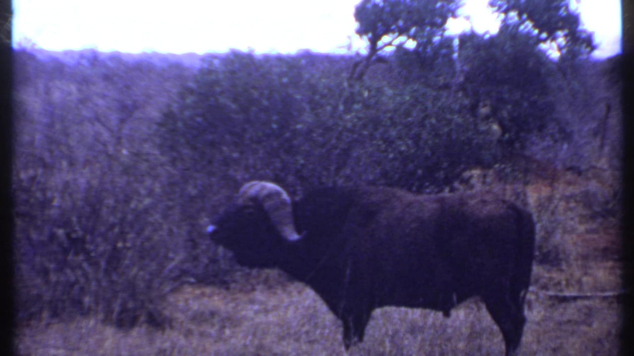 Cape buffalo seen in profile against shrubs and dry grass.