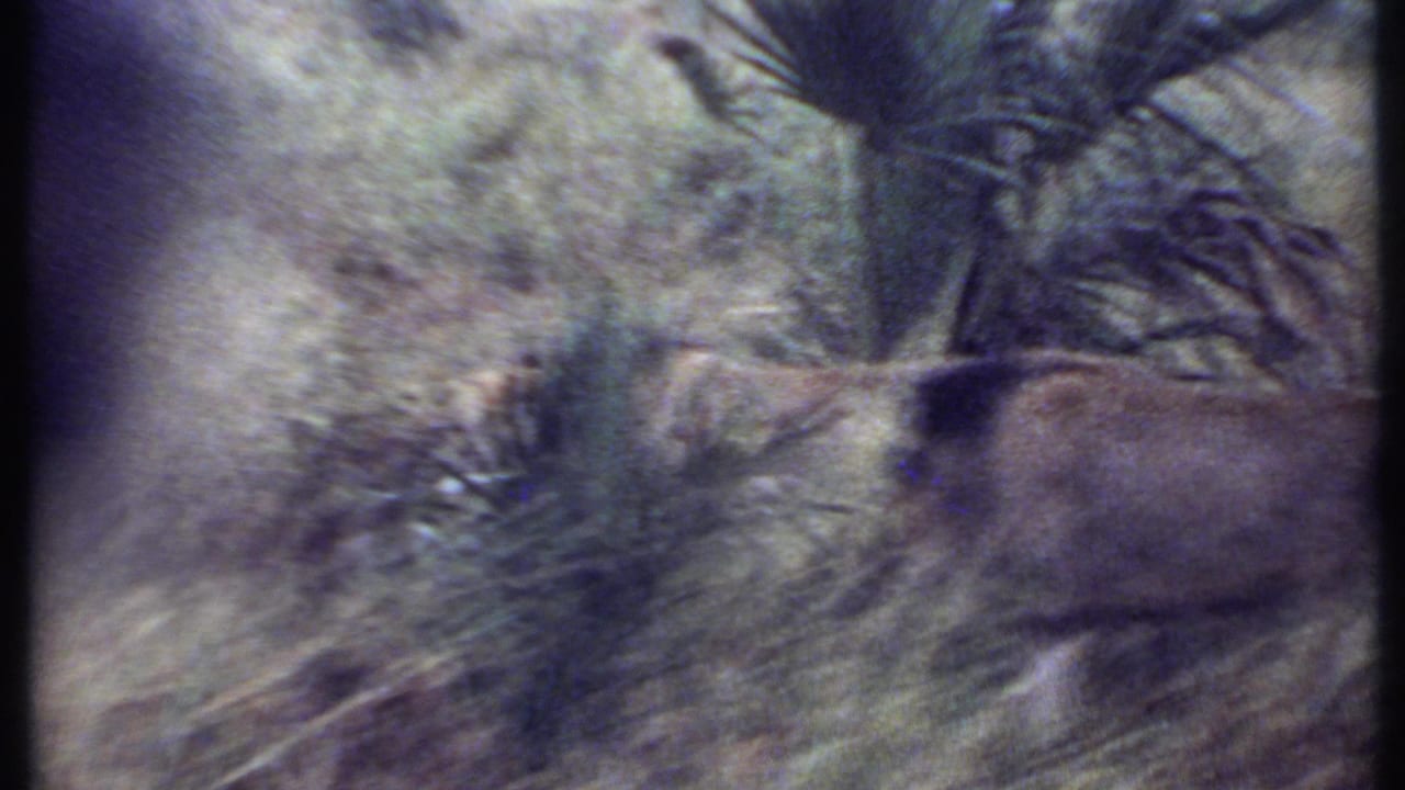 A lion, likely male, appears partly obscured in tall grass and foliage in 1969 Kenya safari footage.
