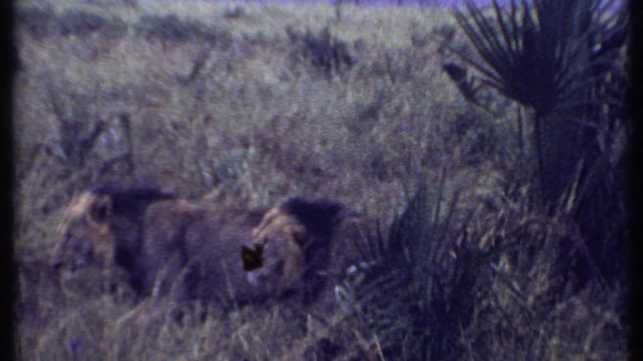 Two lions in 1969 Kenya footage are partly concealed in tall grass, with a maned lion and another lion near palm-like leaves.