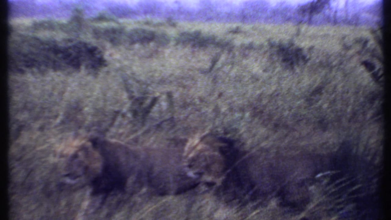 Two male lions moving through tall grass with scrub behind them.