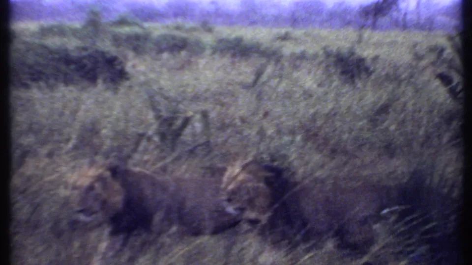 1969 Kenya 8mm frame showing two male lions walking through tall savanna grass with low brush in the background.