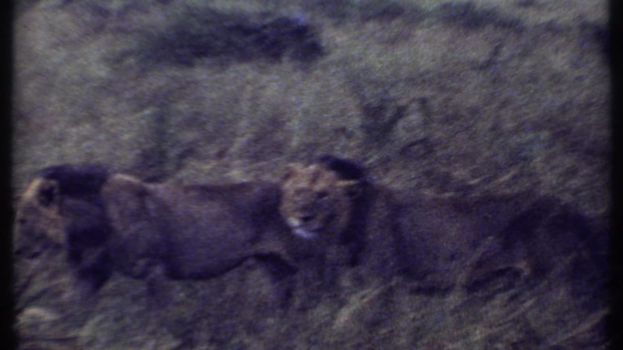 1969 Kenya home-movie frame with two male lions walking across dense grass and scrub, filmed from a distance.