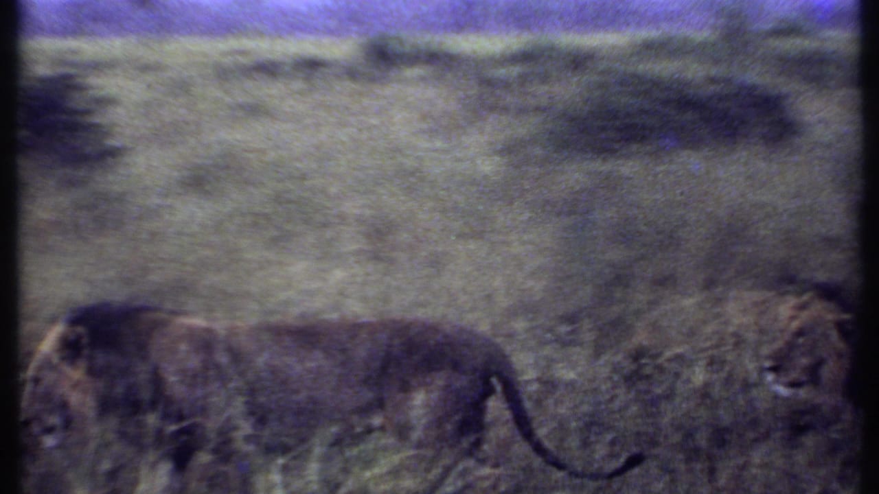 1969 Kenya 8mm frame showing a male lion in side profile while another lion is partly visible at the edge of the frame.