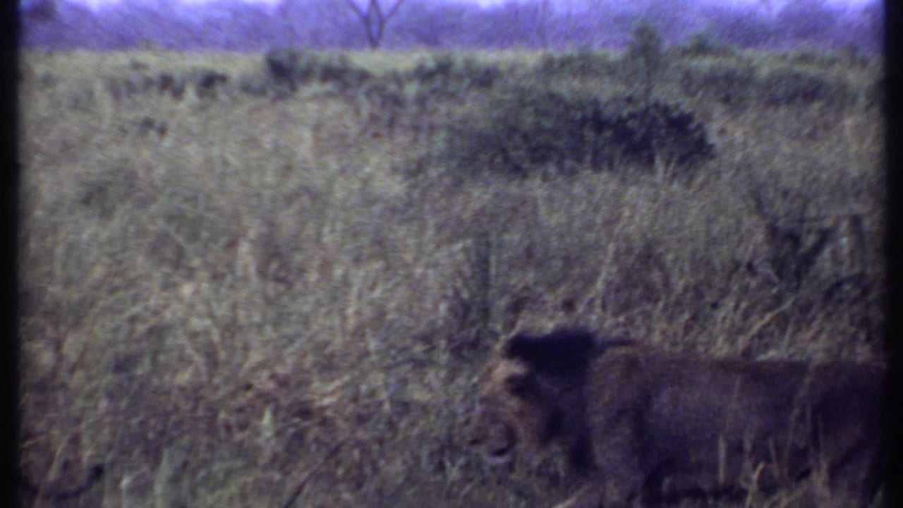 1969 Kenya home-movie frame of a male lion moving through tall savanna grass under a soft, faded film look.
