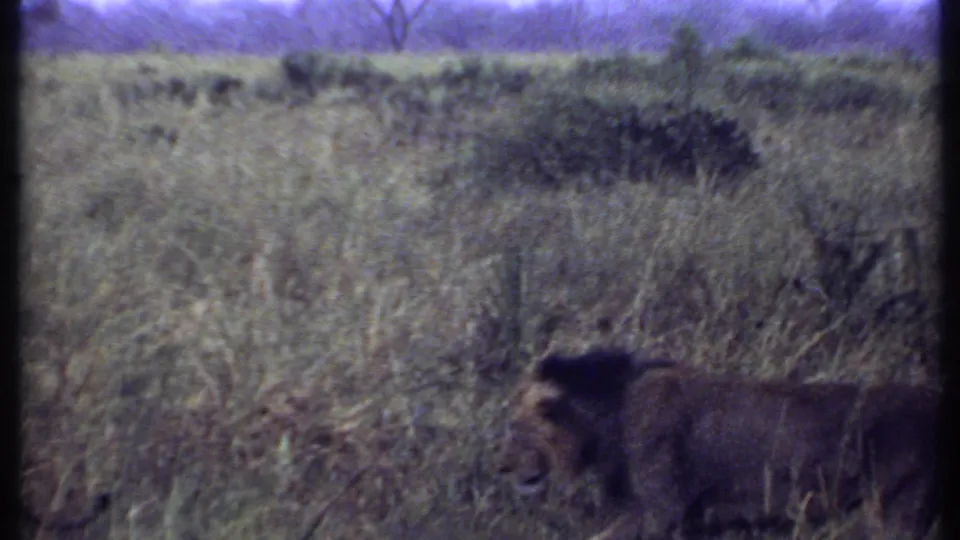 1969 Kenya home-movie frame of a male lion moving through tall savanna grass under a soft, faded film look.