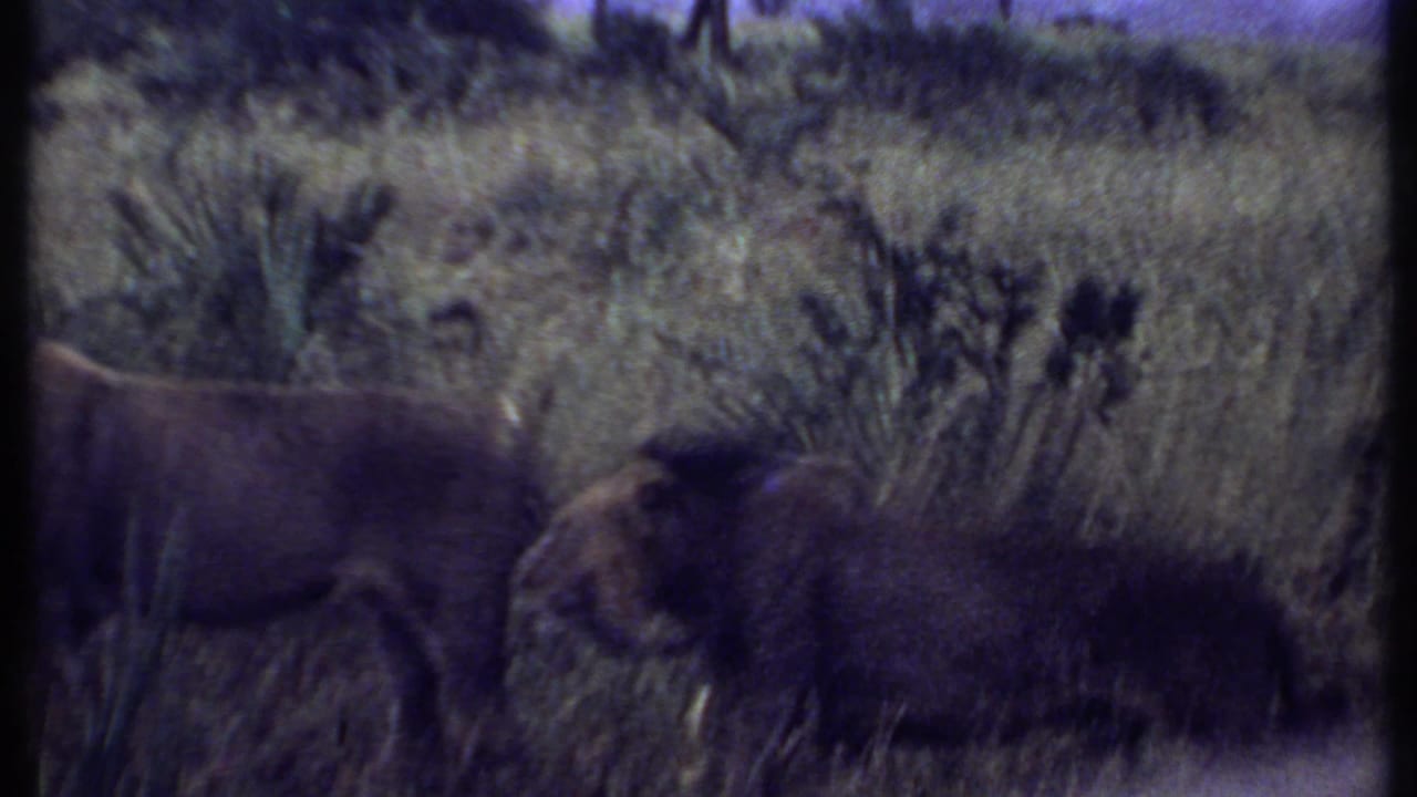 Two lions moving through tall grass with scrub vegetation behind them.