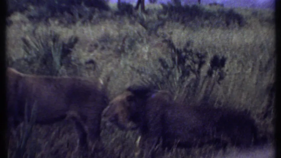 1969 Kenya safari footage shows two lions partly obscured by tall grass and brush in a soft, grainy 8mm frame.