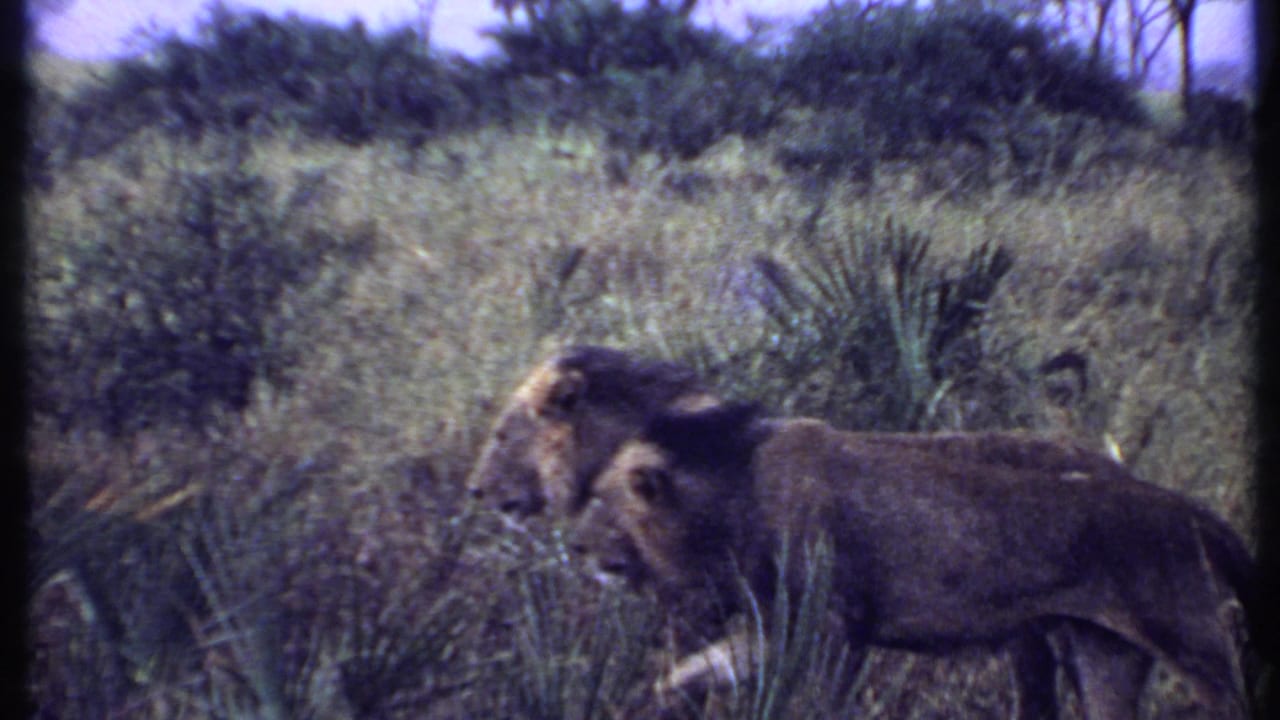 Two lions appear in profile in tall grass and scrub, captured in faded 8mm color during the Kenya safari clip.