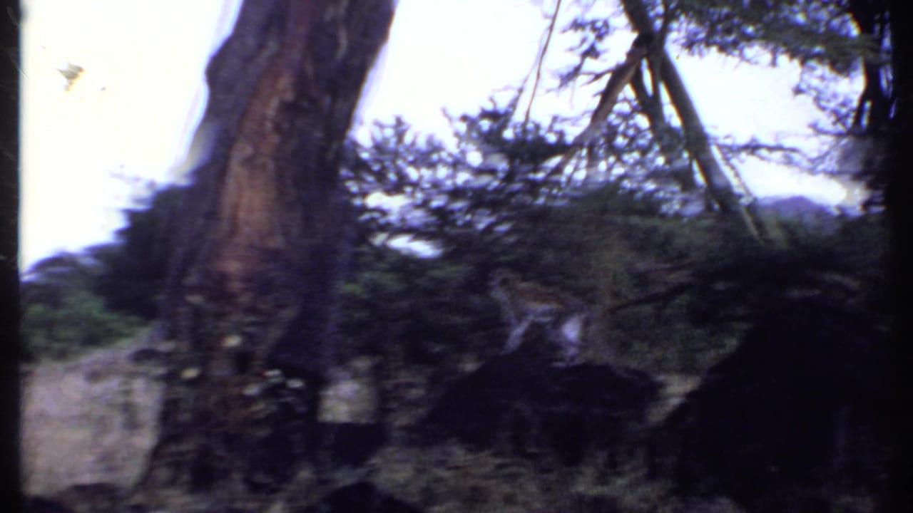 Low-angle 1969 Kenya 8mm frame showing a monkey climbing near a large tree trunk, silhouetted branches and surrounding vegetation.