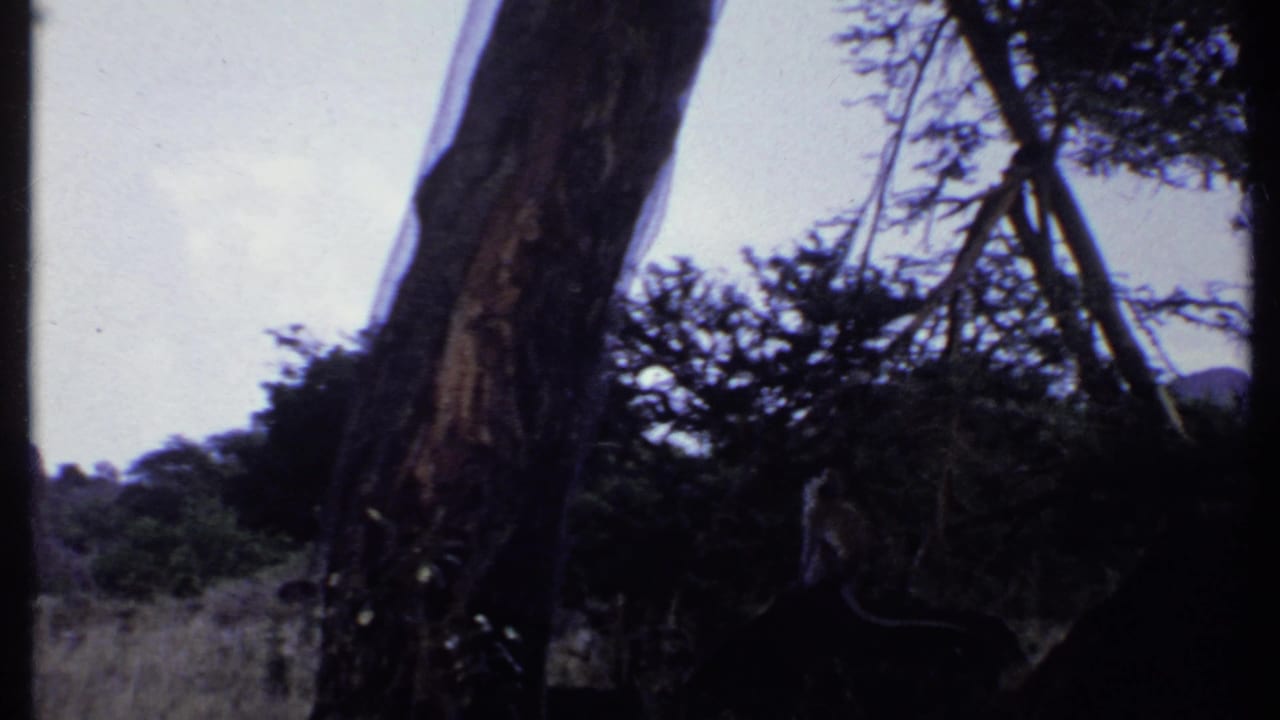 1969 Kenya 8mm frame with a monkey near a large tree trunk, dark foliage and pale sky in a low-angle handheld composition.