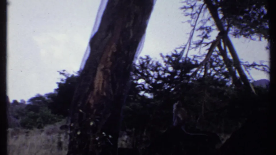 1969 Kenya 8mm frame with a monkey near a large tree trunk, dark foliage and pale sky in a low-angle handheld composition.