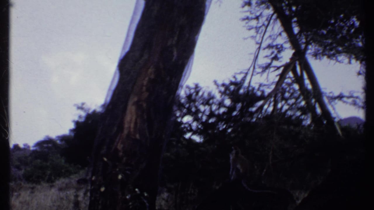 Dark tree trunks and branches against a pale sky with scrubby foliage below.