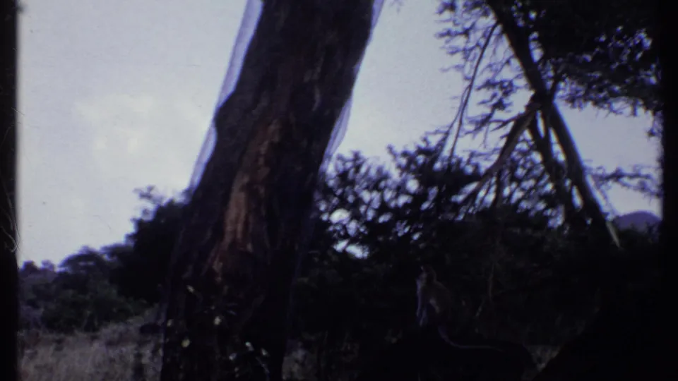 1969 Kenya 8mm frame showing silhouetted tree trunks, branches, and low foliage against a pale sky.