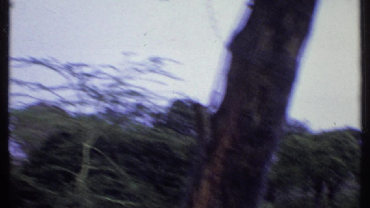 Handheld 8mm view in Kenya showing a tree trunk, blurred branches, and dense foliage under a pale sky.