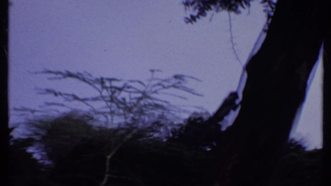 1969 Kenya 8mm frame with a dark tree trunk, hanging branch shapes, and low vegetation below a bright sky.
