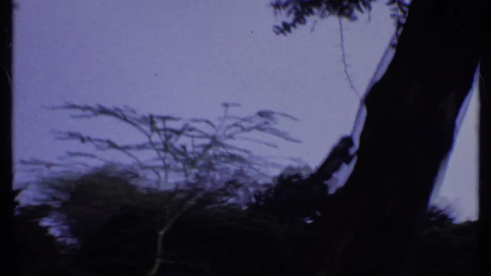 1969 Kenya 8mm frame with a dark tree trunk, hanging branch shapes, and low vegetation below a bright sky.