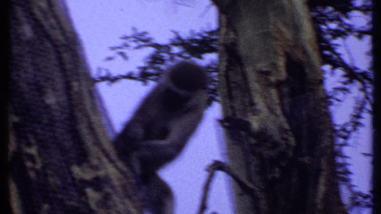 1969 Kenya 8mm frame showing a monkey clinging to a tree trunk among branches, partly silhouetted against the sky.