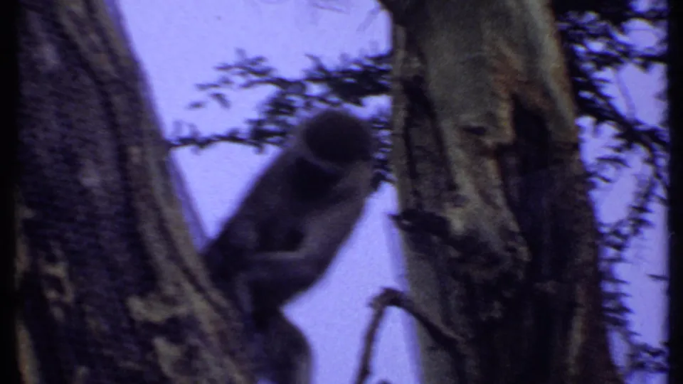 1969 Kenya 8mm frame showing a monkey clinging to a tree trunk among branches, partly silhouetted against the sky.