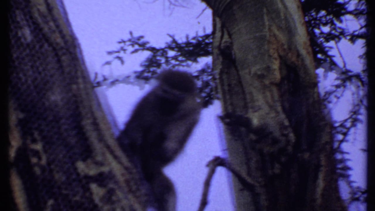 Small monkey partly hidden among tree trunks and branches.