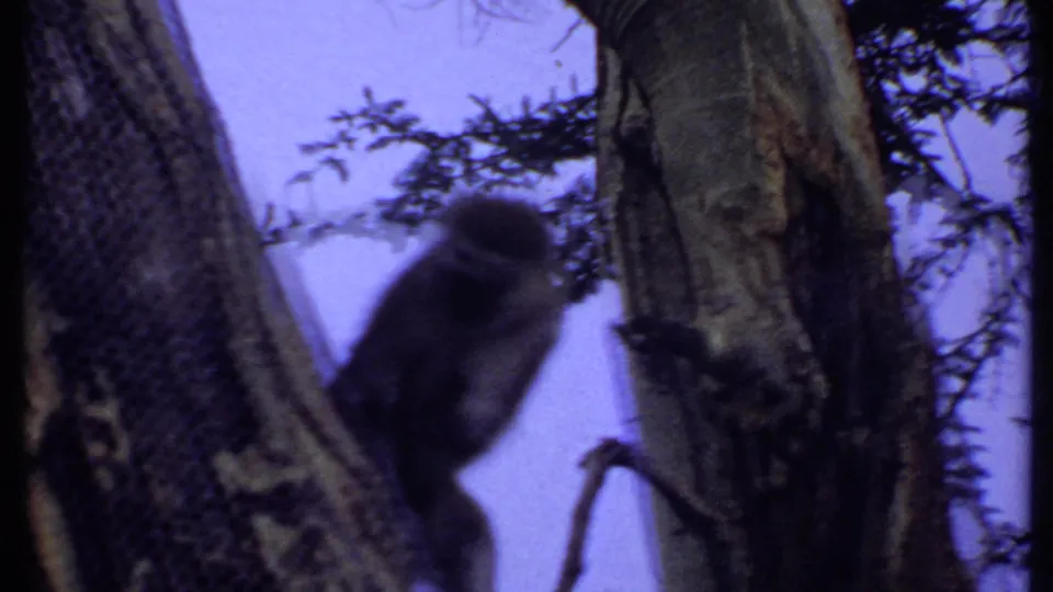 Small monkey in 1969 Kenya footage appears between rough tree trunks, seen in soft-focus 8mm color.