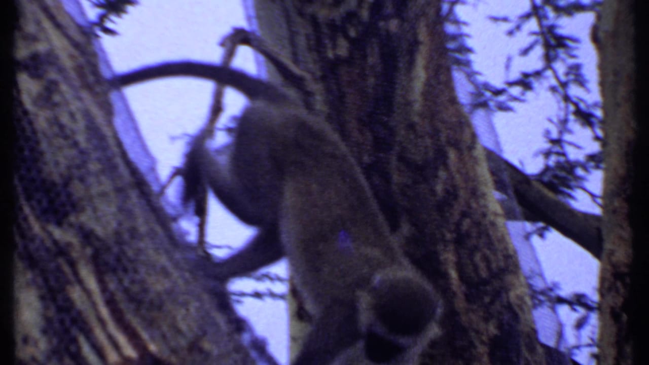 Monkey climbing down a tree trunk with branches in the background.