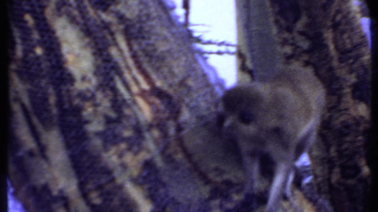 The monkey appears closer to the lens beside rough bark, softened by grain and motion in the 1969 Kenya 8mm frame.