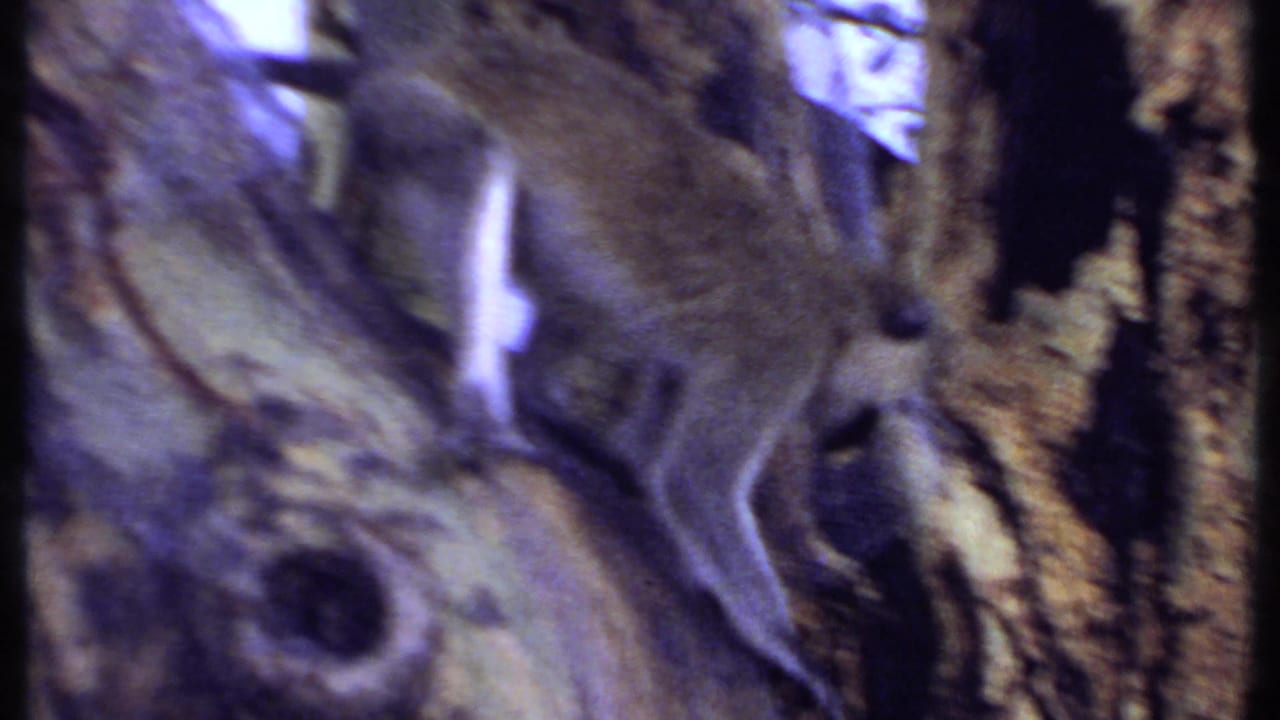 A blurred monkey moves downward along a tree in the Kenya footage, framed by bark, branches, and shifted 8mm color.