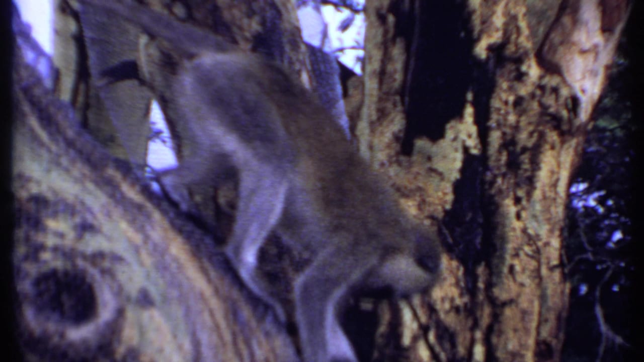 Monkey moving across rough tree bark and branches.