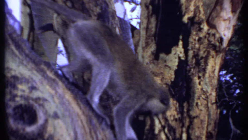 Brown-gray monkey climbing through a tree in Kenya, shown in soft 1969 8mm home-movie footage.