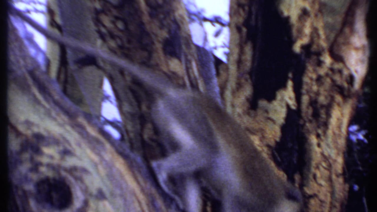 Monkey crossing between branches near a textured tree trunk in 1969 Kenya home-movie footage.
