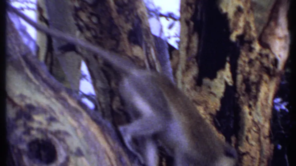 Monkey crossing between branches near a textured tree trunk in 1969 Kenya home-movie footage.