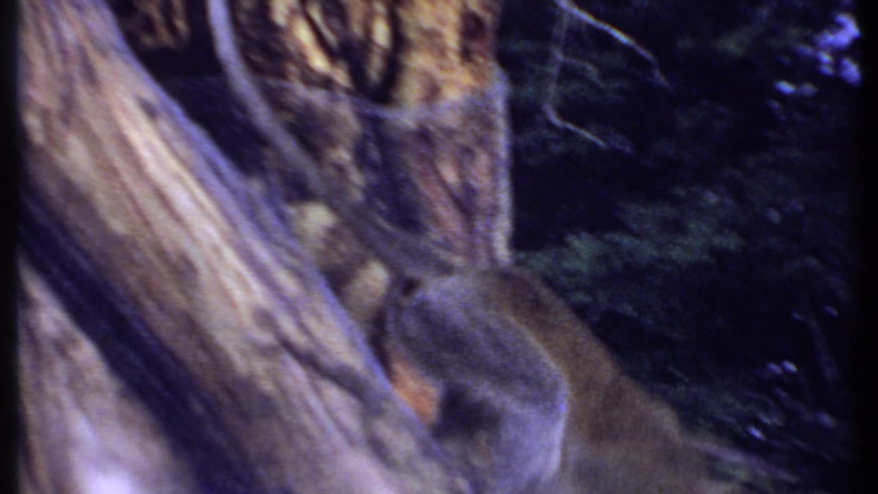Monkey partially obscured below a thick tree trunk and branches in vintage Kenya 8mm footage.