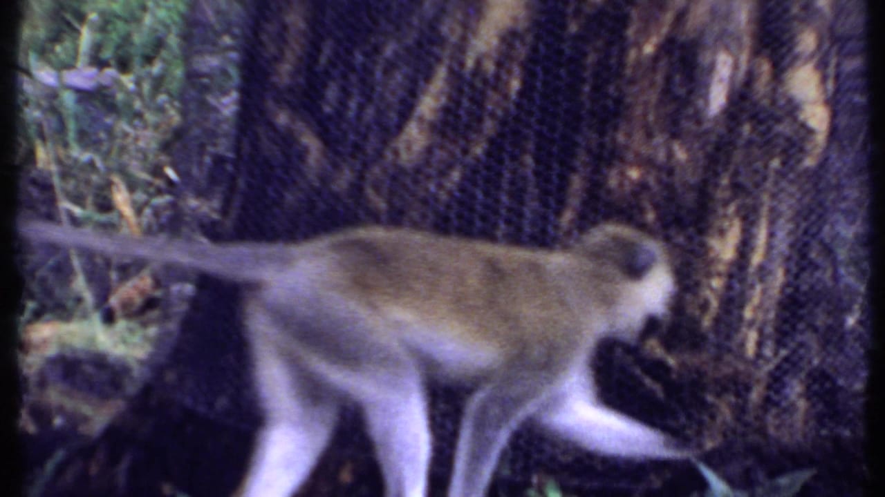 Monkey with a long tail walking near a tree and visible mesh barrier in 1969 Kenya footage.