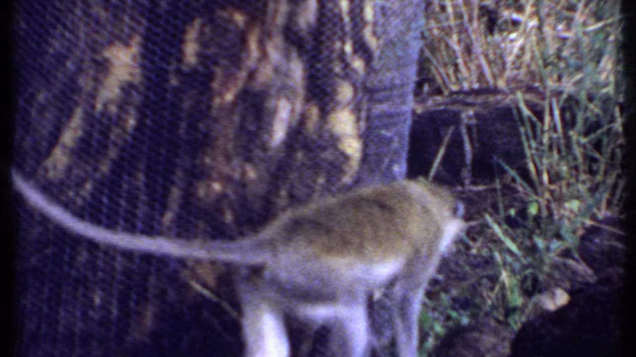 Long-tailed monkey walking beside a tree trunk and wire mesh in grass.