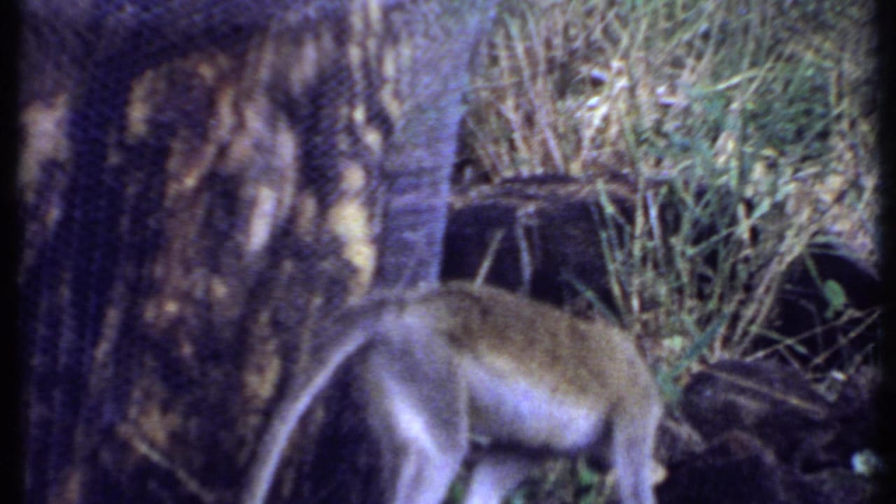 Long-tailed monkey in a grassy Kenya enclosure, partly hidden by a tree trunk in soft 8mm color.