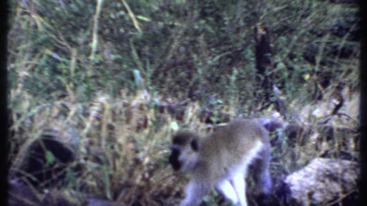 1969 8mm view of a monkey pausing in grass and brush within a likely wildlife-park enclosure in Kenya.