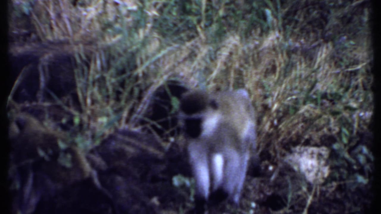 Long-tailed monkey moving through dense grass and brush in a 1969 Kenya home-movie frame.